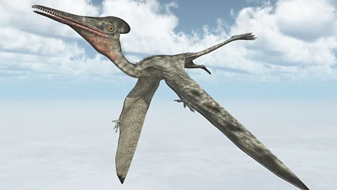 Computer generated 3D illustration of the Pterosaur Pterodactylus