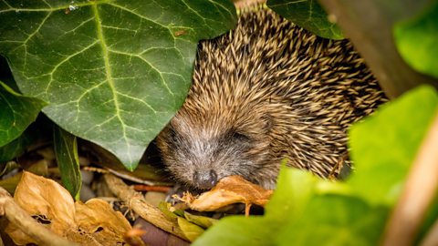 Hedgehog hibernating in leaves