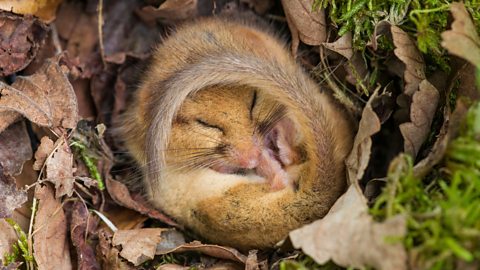 Dormouse hibernating in its nest