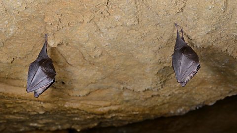 Two bats hibernating on the roof of a cave