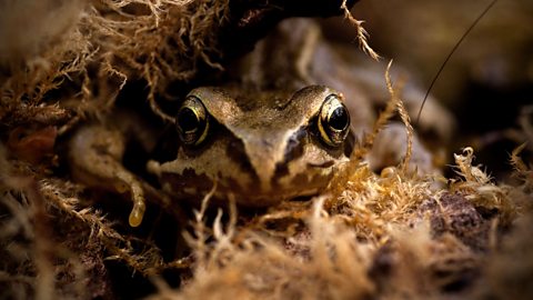 Common frog hiding in moss