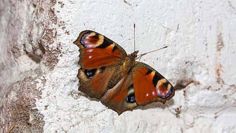 Peacock butterfly hibernating on wall of a house