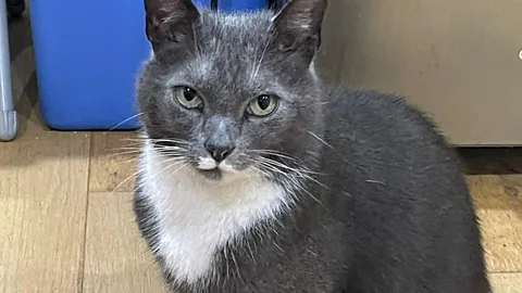 Costing the Earth, Costing the Earth, Killer Kitties