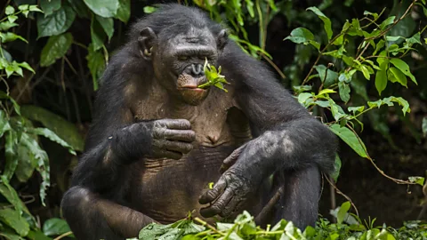 CrowdScience, CrowdScience, Do animals use medicine?
