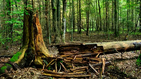 CrowdScience, CrowdScience, If a tree falls in a forest does it make a sound?