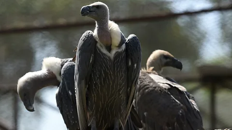 Witness History, Witness History, The vultures saved from extinction