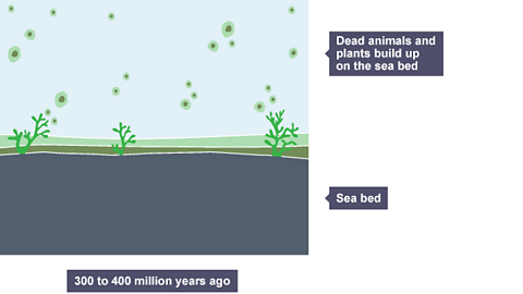 Slideshow page one: Dead creatures and plantlife build up on the sea bed