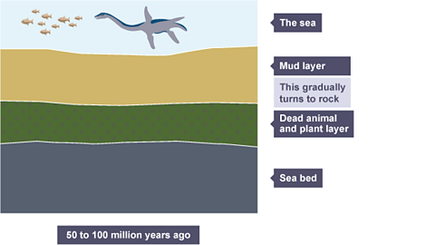 Slideshow page two: The remains of sea and plant life become trapped under layers of mud and rock