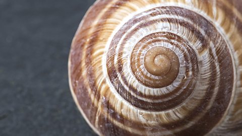 close up photograph of snail shell