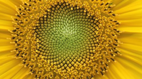 Close up photograph of the centre of a sunflower