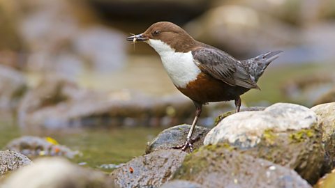 A dipper (bird) feeding in a river