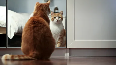 A cat looking in a mirror