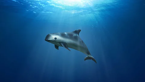 The Documentary Podcast, Saving the vaquita