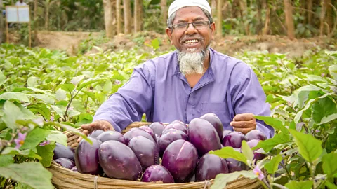 CrowdScience, CrowdScience, Could we turn poisonous plants into edible crops?