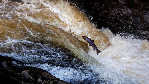 Wild Salmon leaping up a waterfall