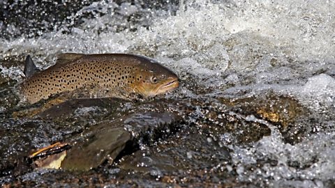 Sea trout