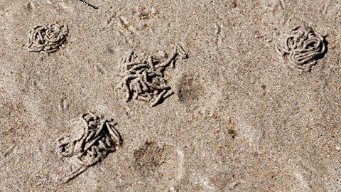 Lugworm casts in the sand