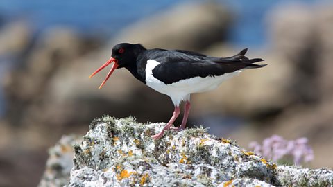 Oystercatcher on a rock with its beak open