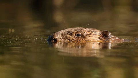 Costing the Earth, Costing the Earth, Beaver Town