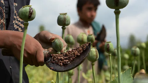 Witness History, Witness History, Afghanistan's poppy problem
