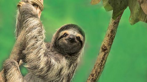 a sloth hanging in a tree