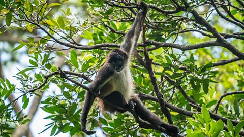 a spider monkey in a tree