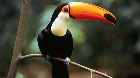 a toucan