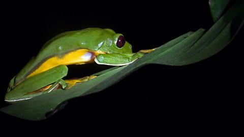 A flying frog