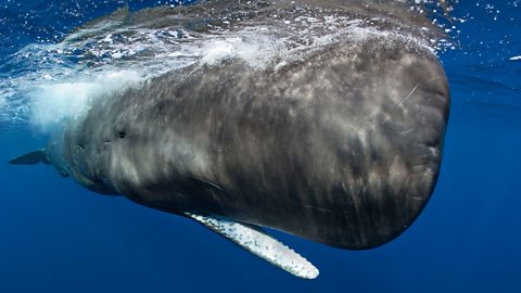 BBC One - Ocean Giants