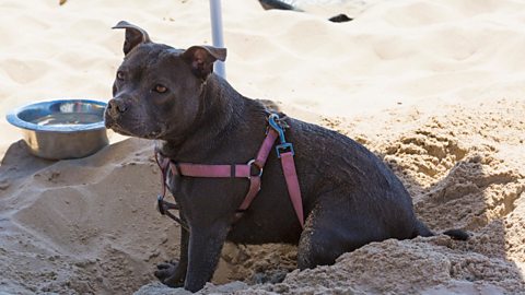 Dog sitting in the shade on the beach with a water bowl behind it