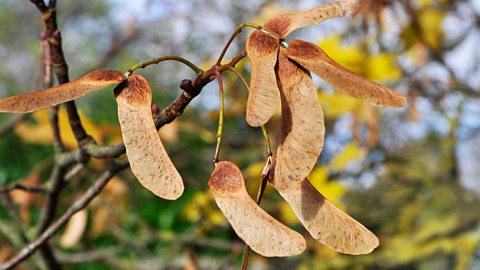 Sycamore seeds