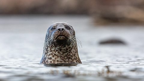 Ceann ròin a' nochdadh a-mach às an uisge