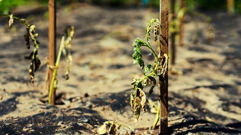 Wilting tomato plant