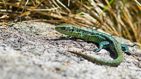 Lizard basking in the sunshine