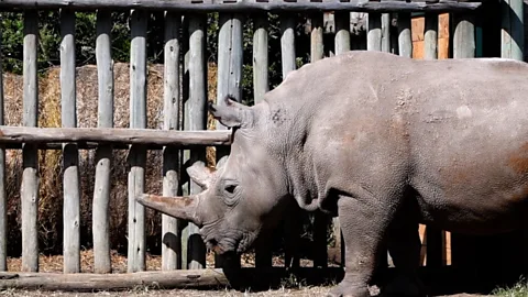 People Fixing the World, Test-tube rhinos