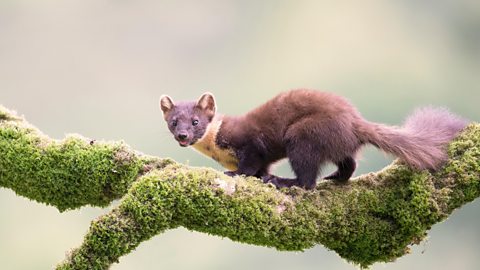 Pine marten on a tree branch