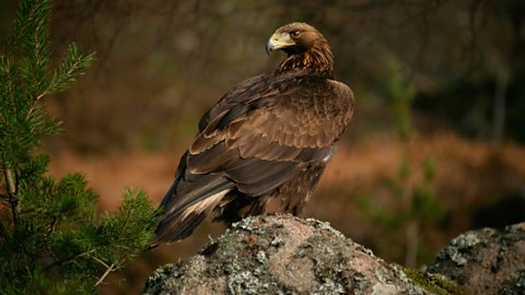 Golden Eagle perched on a rock