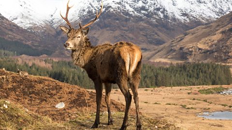 Red deer stag