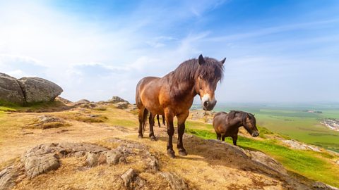 Two Exmoor ponies on North Berwick Law