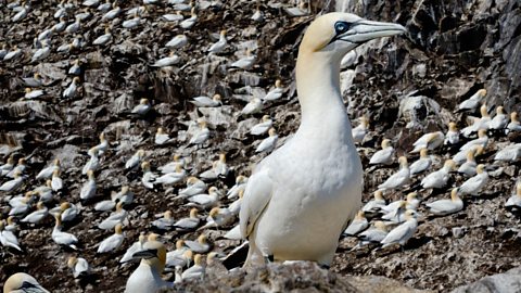 Nesting gannets on Bass Rock