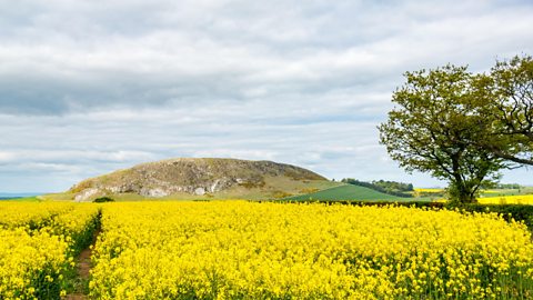 Bright yellow oilseed rape fields around Traprain Law