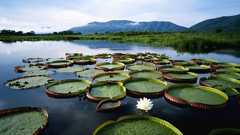 A wetland with lots of greenery, water and lilypads. 