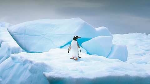 A snowy, icy area with a penguin.