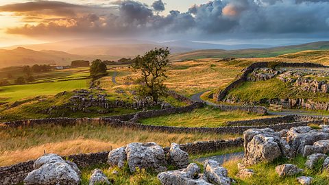 A green grassy field with a couple of trees and rocks. 