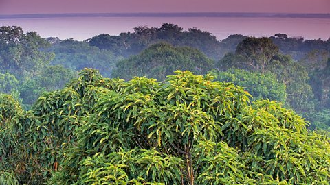 A tropical rainforest, densely packed with tall trees.