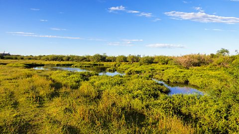 A grassy region in Brazil