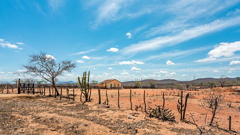 A desert in Brazil with small trees and cacti. 