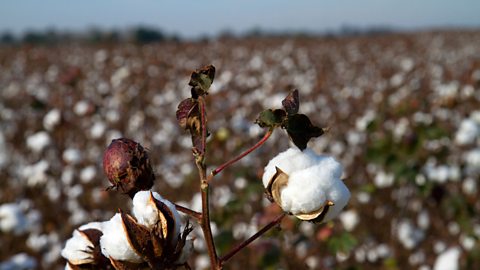 A cotton field in the USA