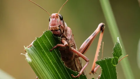 People Fixing the World, Locust hunters