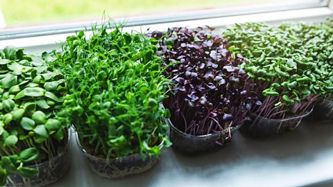 Various herbs grown at a windowsill